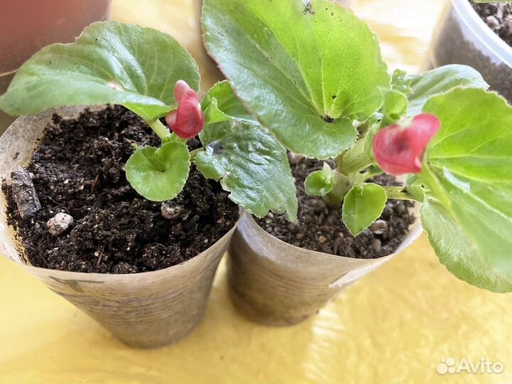 Колеусы,бегонии