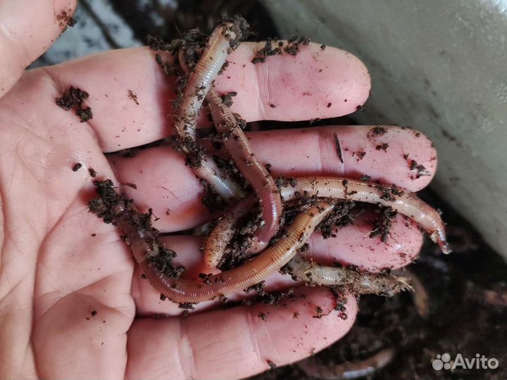 Червь дендробена