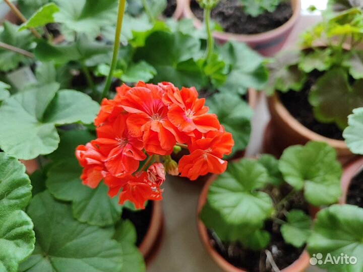 Пеларгония герань сортовая