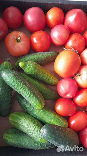 Помидоры и огурцы домашние продам