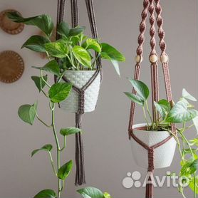 ТОП-5 комнатных растений для привлечения удачи