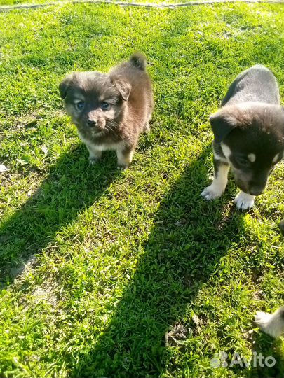 Щенки девочки от маленькой собачки