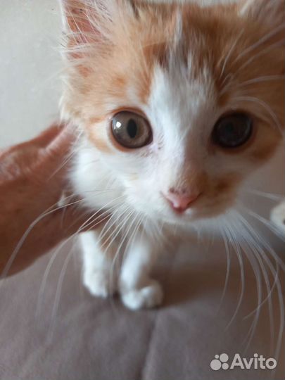 Рыжий котенок мальчик