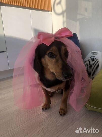 Передержка животных