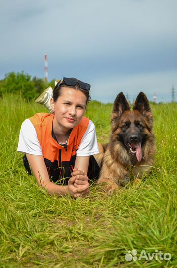 Дрессировка собак, кинолог, передержка