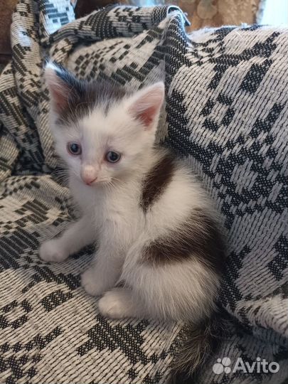 Котенок (мальчик)