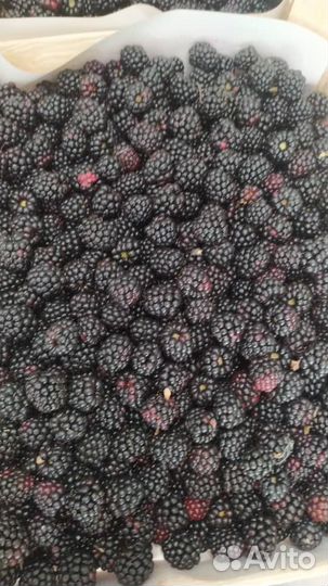 Малина +Клубника