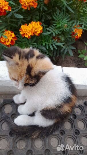 Трёхцветная кошечка на счастье в добрые руки