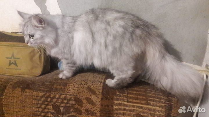 Кошечка цвета вискас