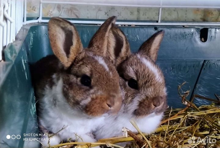 Отдам в хорошие руки Карликовые кролики