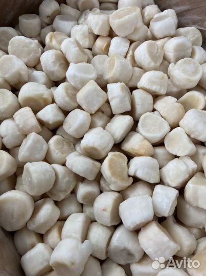 Морской гребешок (Курильский)