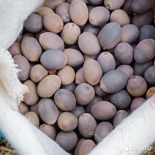 Лотос Каспийский семена опт