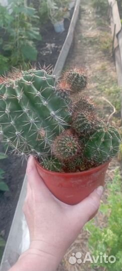 Большой кактус