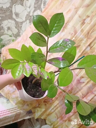 Замиокулькас