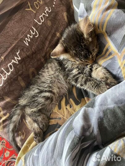 Кошка в дар бесплатно