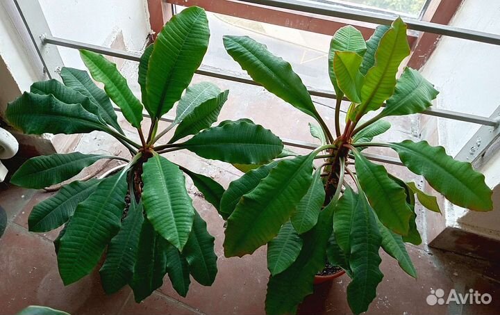 Молочай 2 шт., отдаю