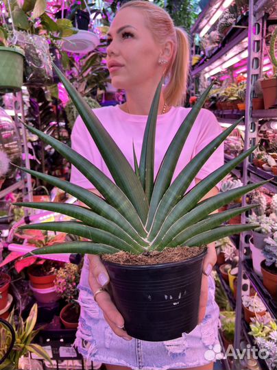 Сансивиерия сортовая