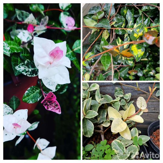 Трахелоспермумы 5 видов,ринкоспермум