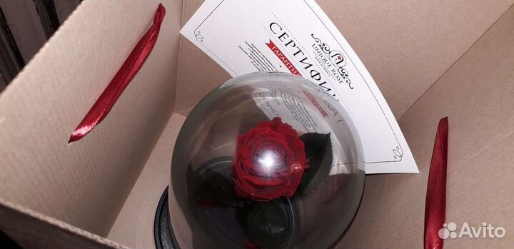 Живая роза В колбе