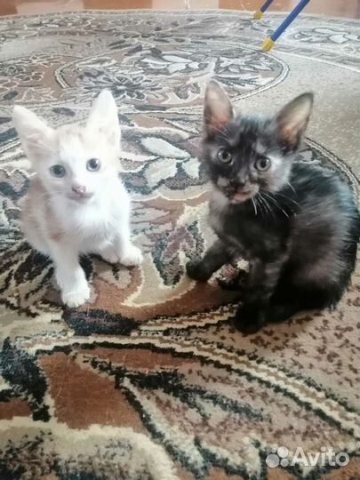 Отдам в хорошие руки