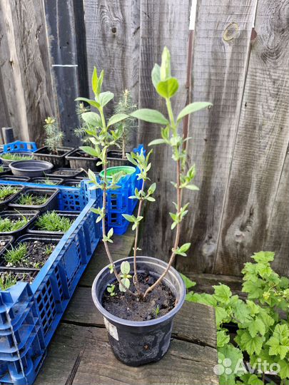 Жасмин обыкновенный