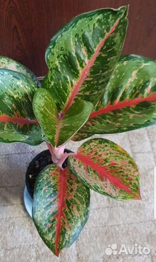Аглаонема сортовая