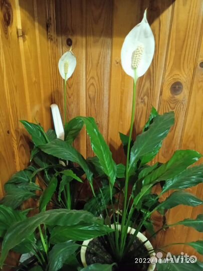 Спатифиллум