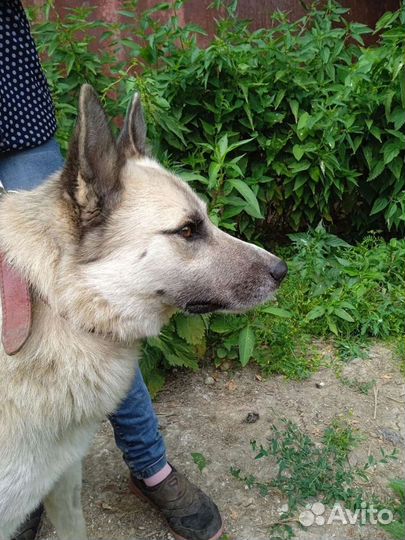 Джим ищет дом