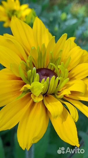 Рудбекия, смесь сортов