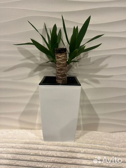 Комнатные цветы юкка