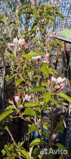 Саженцы, рассада, цветы