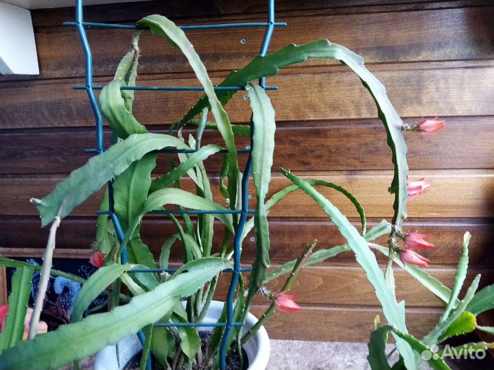 Комнатные цветы