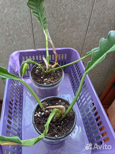 Филодендрон Ринг оф файер