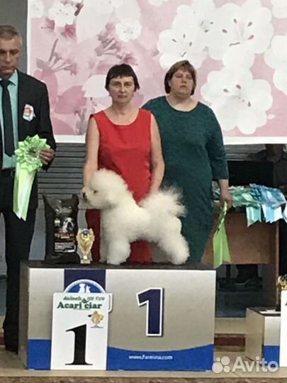 Для вязки кобель Бишон фризе