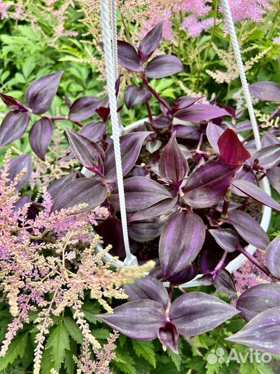 Традесканции сортовые 33 сорта (черенки)