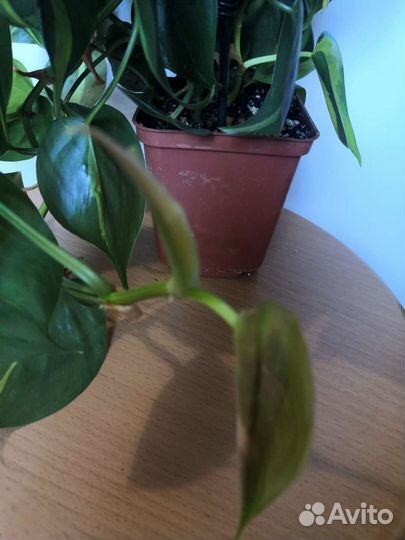 Филодендрон сканденс Бразил