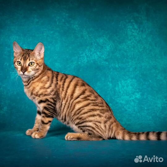 Тойгер-домашний тигр в Вашем доме