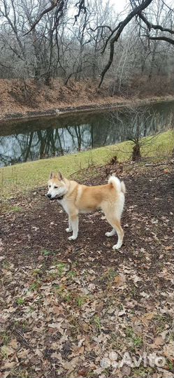 Вязка лайка кобель