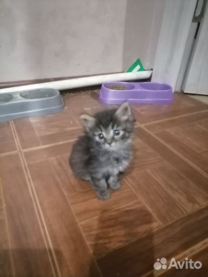 Кошка в дар бесплатно