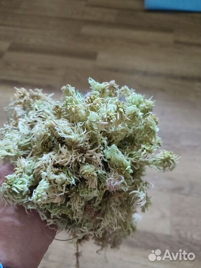 Мох сфагнум