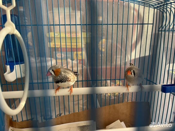 Зебровые амадины птенцы