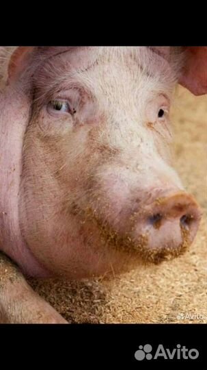 Свинина домашняя