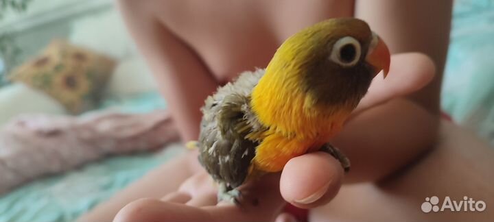 Попугай неразлучники