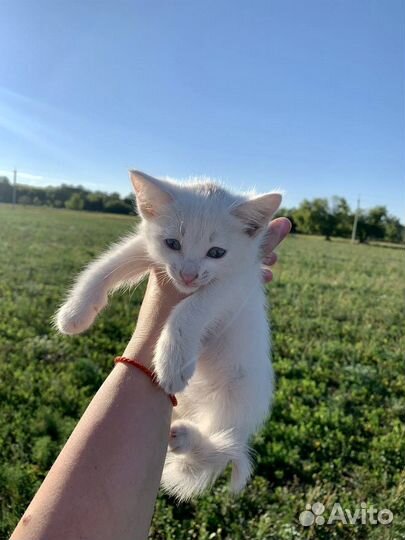 Котенок, мальчик приблизительно 1,5-2 месяца