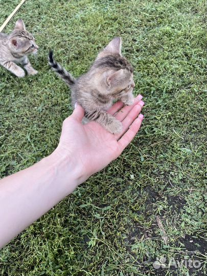 Бенгальская