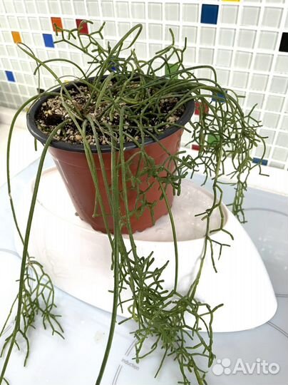 Рипсалис цветок