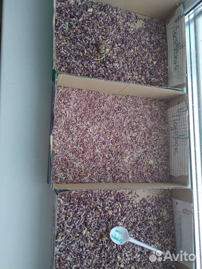 Чеснок бульбочки разных сортов