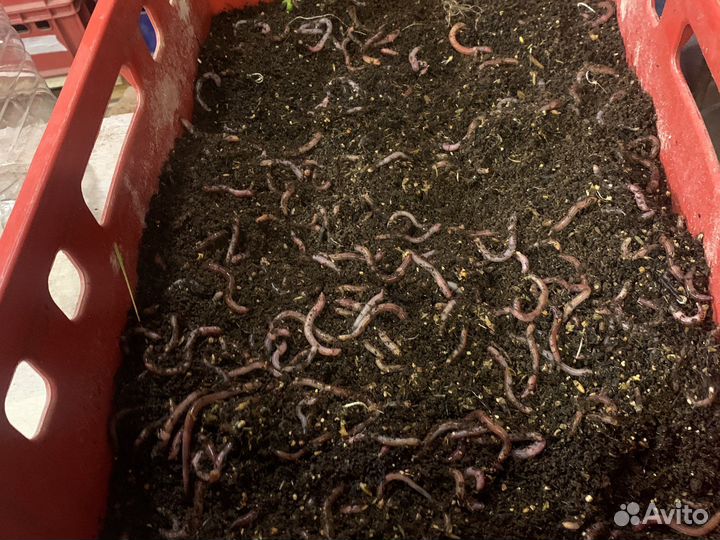 Червь дендробена