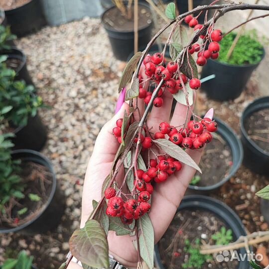 Кизильник иволистный вечнозеленый