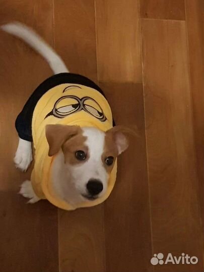 Комбинезон на собаку